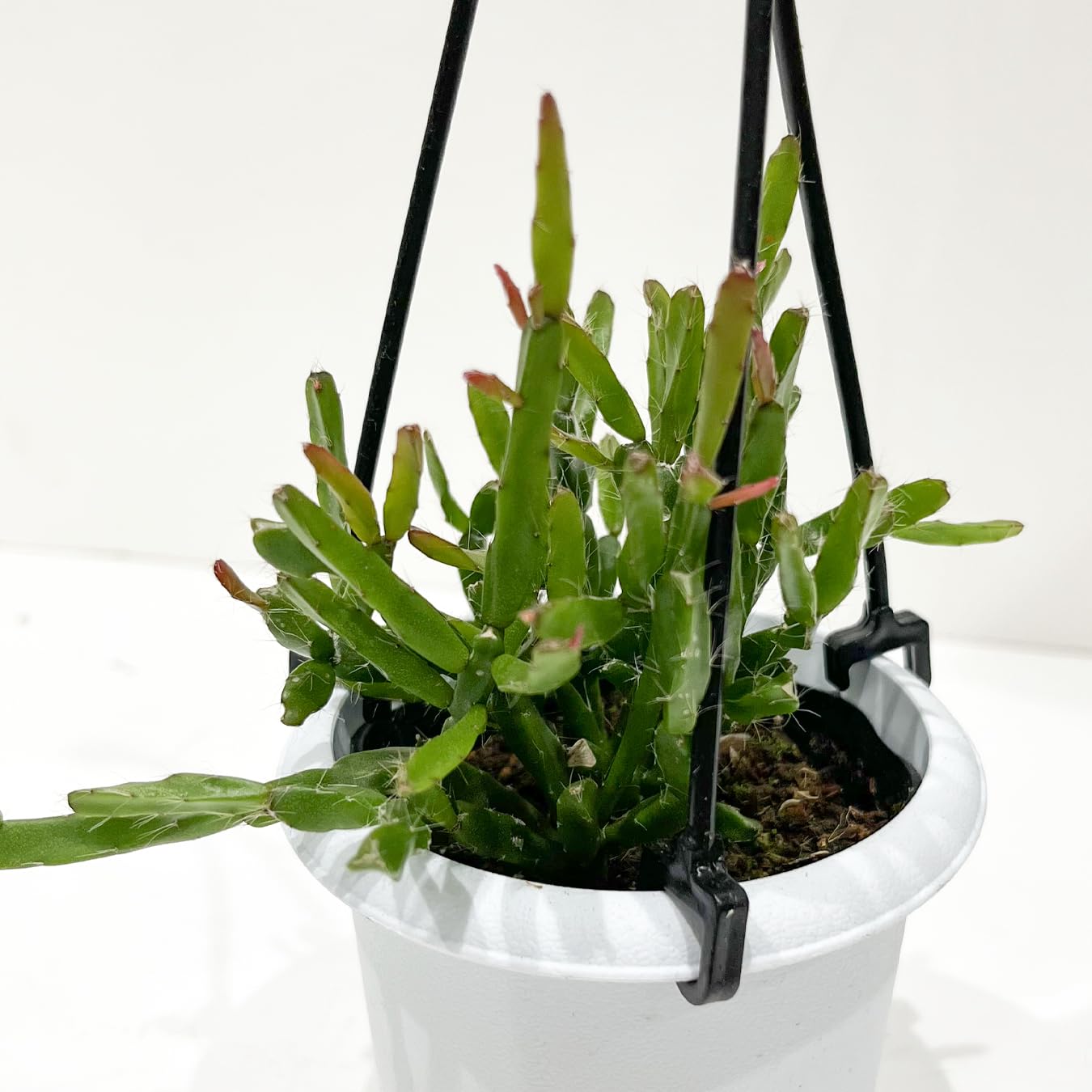 Amazon｜リプサリス 9種類から選べる サボテン 多肉植物 3号 吊り鉢